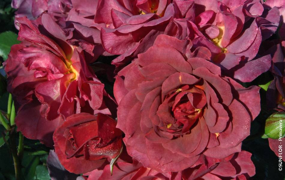 ©SUNFLOR - Primavera